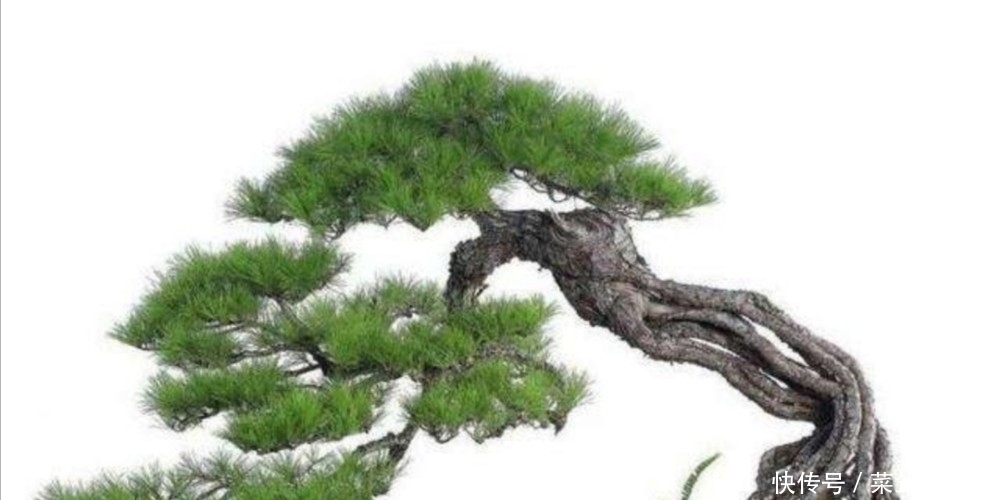 素材|野外5种常见的树,制作成盆景,美观大方,观赏价值高