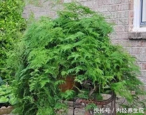 张大爷家文竹养6年,长到1米5,变成粗壮、翠绿盆栽,年年开花!