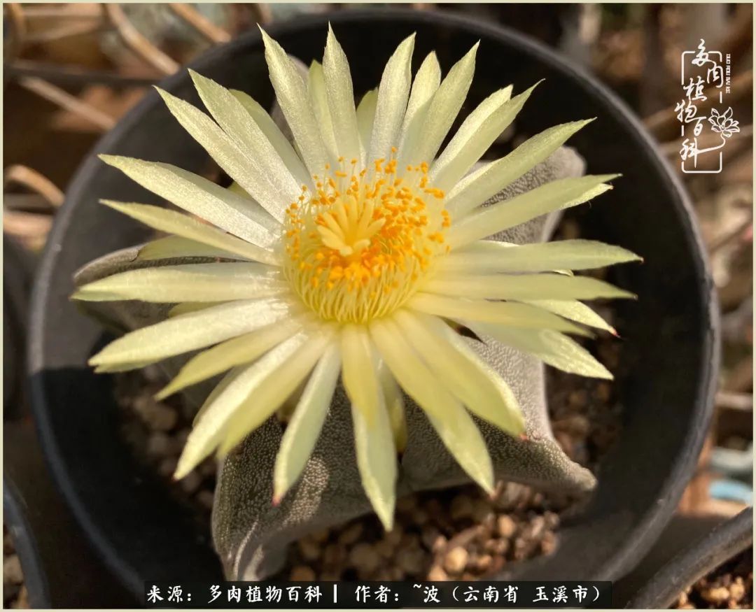 多肉|遇见即美，花事未荼蘼！种一桌子多肉，看花开花落！