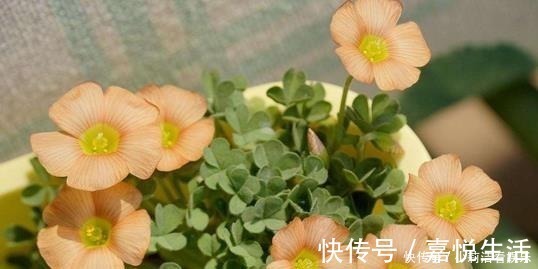 最适合懒人养护的这些花,不用费心养护,就可花开繁盛!