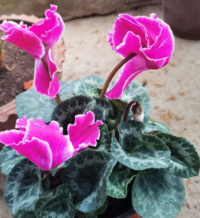 天气转暖,建议少买4种花,观花时间短不说,还难度夏