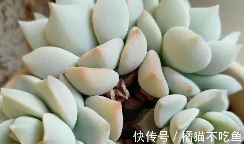 美美的大普货白牡丹虽容易相处,但使起性子来也格外刚烈