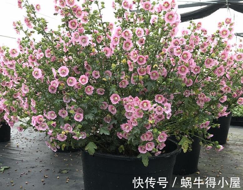 少女感|此花充满“少女感”,居家盆栽,爆盆易,四季开花不止