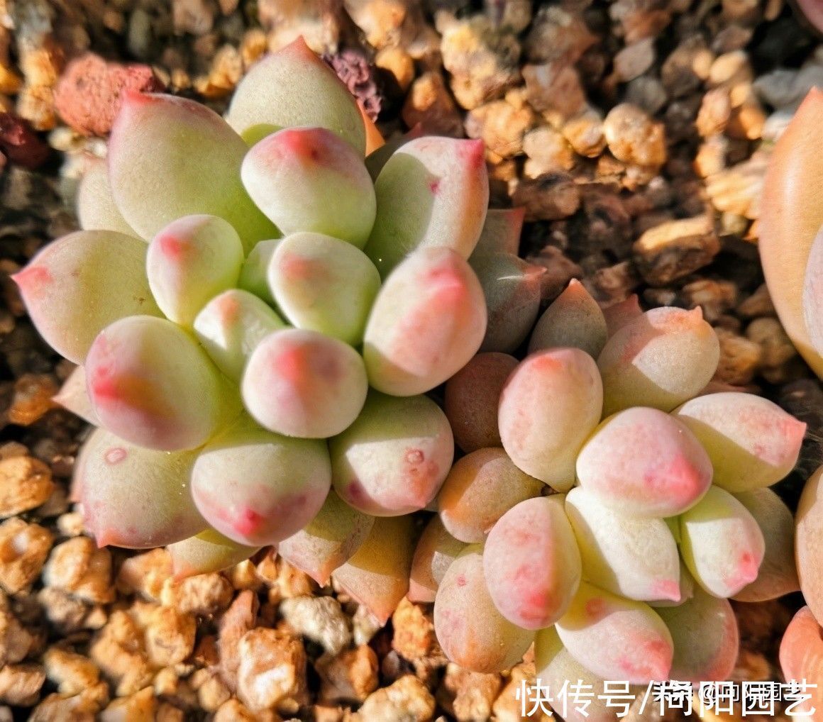 多肉之所以养不好,全在“水”上,“不会”浇水,直接烂根