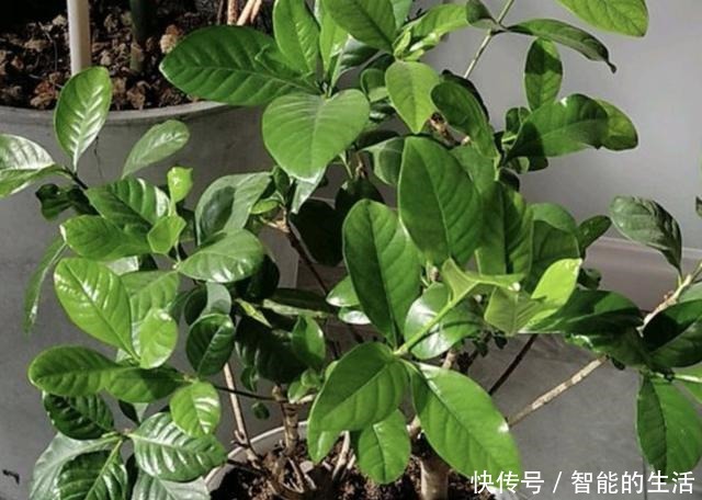 什么牛粪、猪粪,也不如“1种水”,只管浇在花盆里,花卉就爆盆!