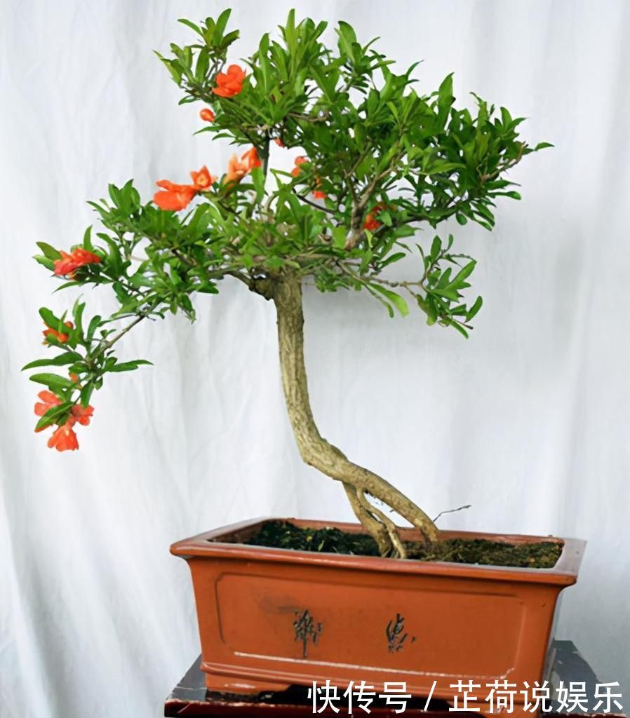 这6种颜值与寓意并存的盆景,每一盆都能闭眼入!好养,好寓意