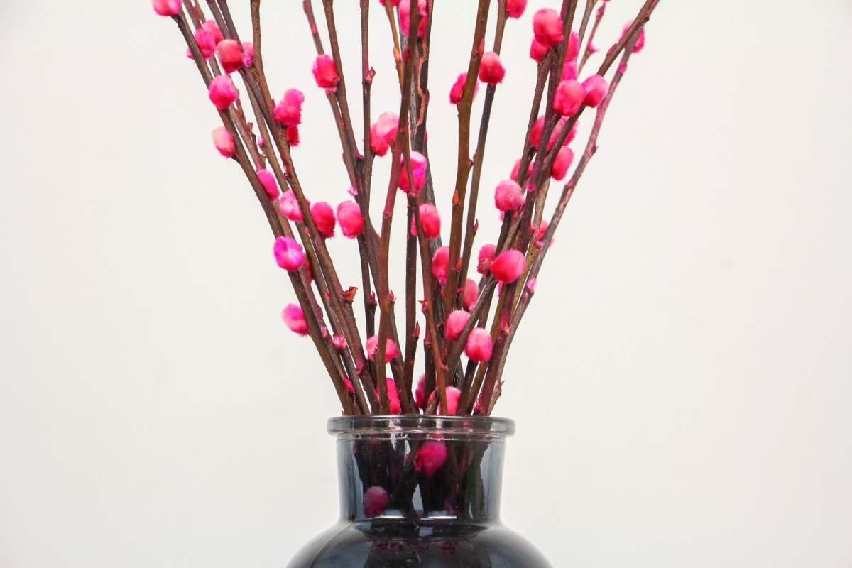 过年一定要养盆银柳，吉祥又喜庆，年味儿十足