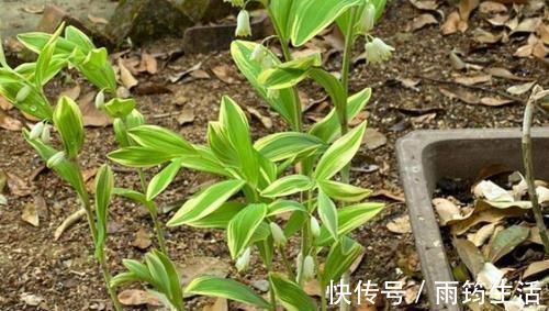 高血脂|甘油三酯高,吃3物,坚持1个月,血脂降到1.2,血管垃圾一扫光