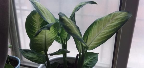 在家养殖万年青，这4方面不出错，盆栽只会越长越好变美