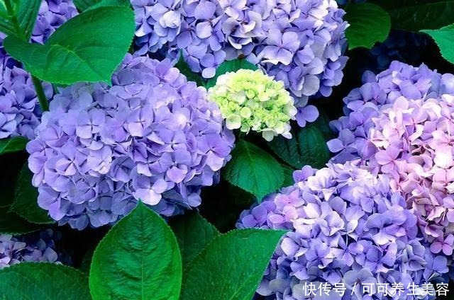 这些植物一定要勤浇水，不然分分钟“渴死”！