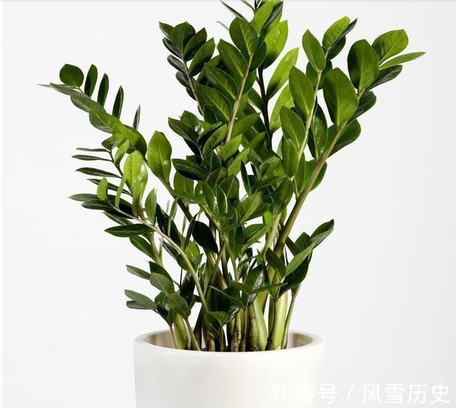 长寿花|越不浇水越能养爆盆,懒人或者新手养花就选此6种