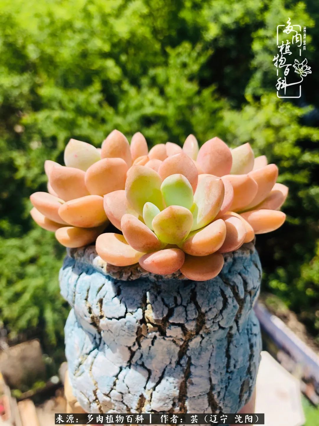 血罗|万物皆有灵性，一年四季有多肉陪伴真好！