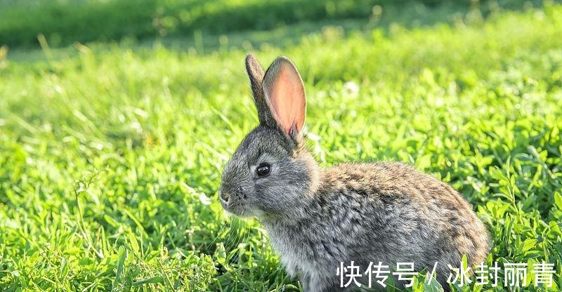 衣食|生肖兔8月下旬财运到来，将会获得一笔丰厚的财富，从此衣食无忧