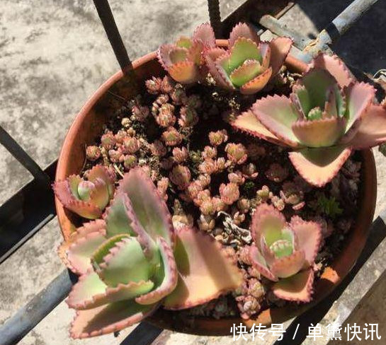 这5种花随便掐个枝就活,新手懒人花友千万别错过!