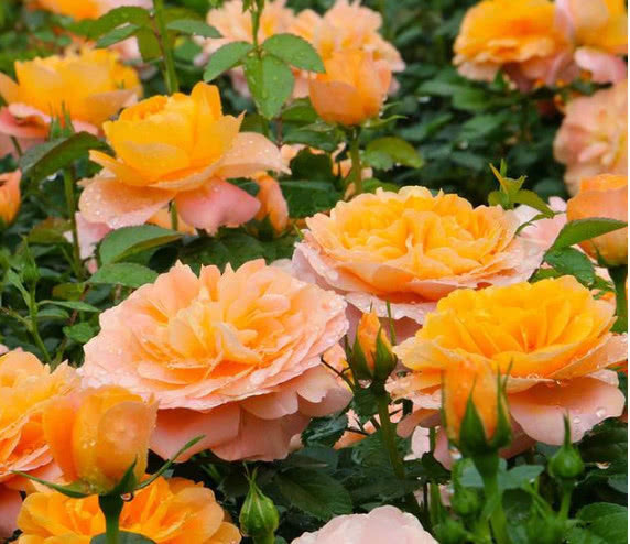 4种月季花比玫瑰漂亮100倍,全年开花不断,花大多又艳,值得拥有