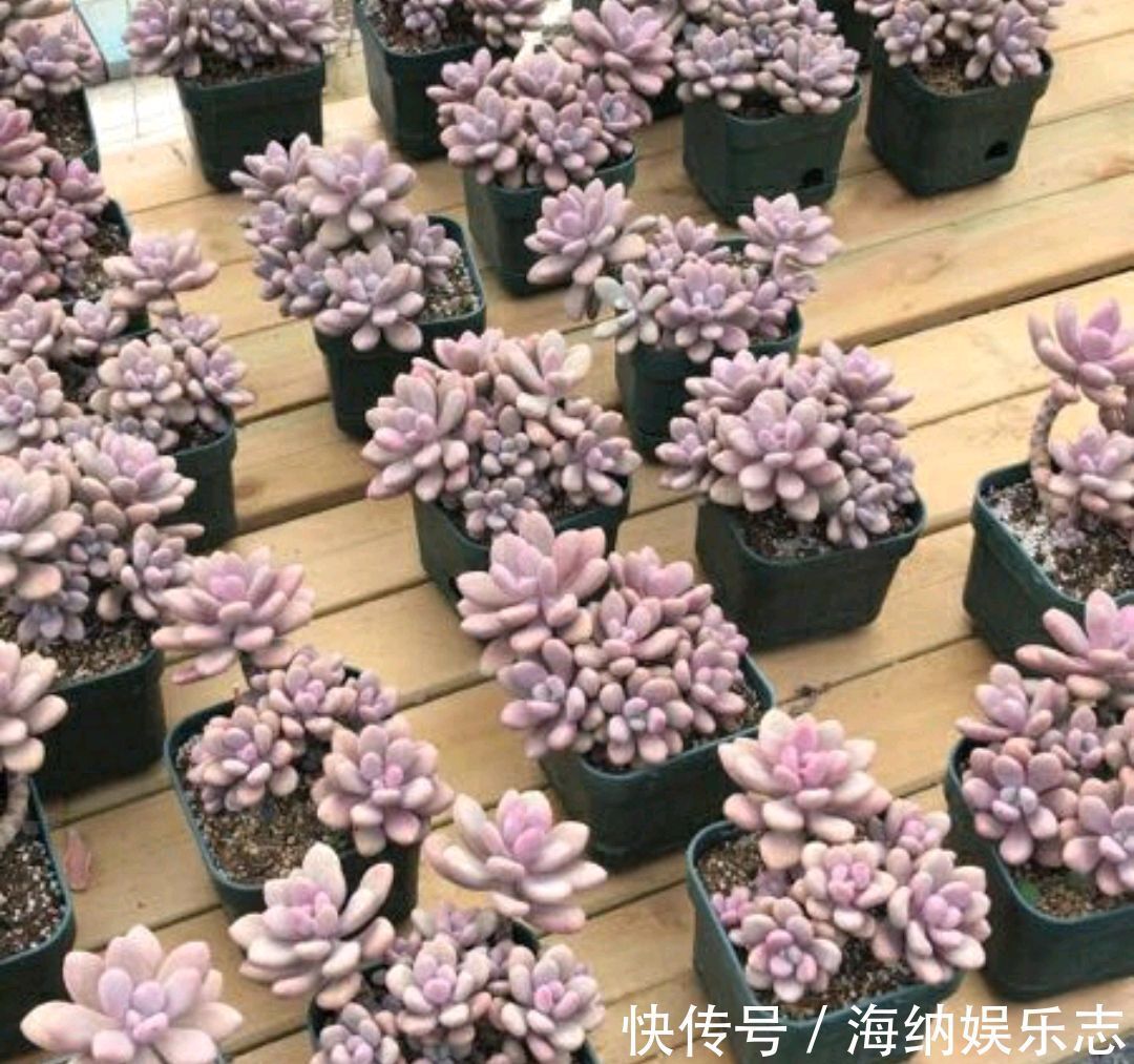浇水|多肉桃之卵长气生根是好事还是坏事只需2招，根旺爆盆不掉叶