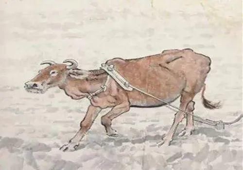 耕牛过时了吗?读两首诗词,看诗人笔下的老牛