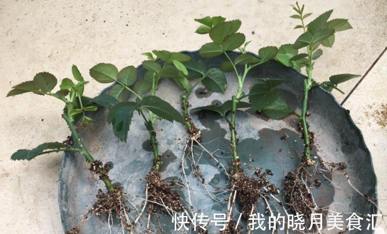 栽培|香味十足的月季蜻蜓,栽培扦插简单,值得园艺新人“踩雷”