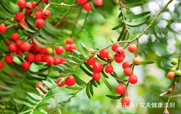 泡水|女性不想得卵巢癌,用它泡水喝,防妇科癌,防治卵巢癌,远离失眠