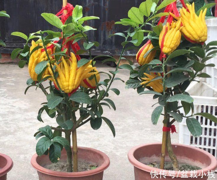 能开花也能结果，3种花养在家里，真不赖