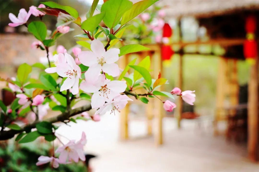 巴中经开区九寨山花开正盛，这个“三八”节邀您来“撞春”