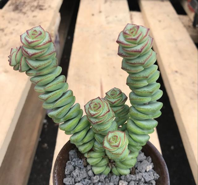 这5种花有“招财”寓意,养在家里有福气,适合财源广进的生意人