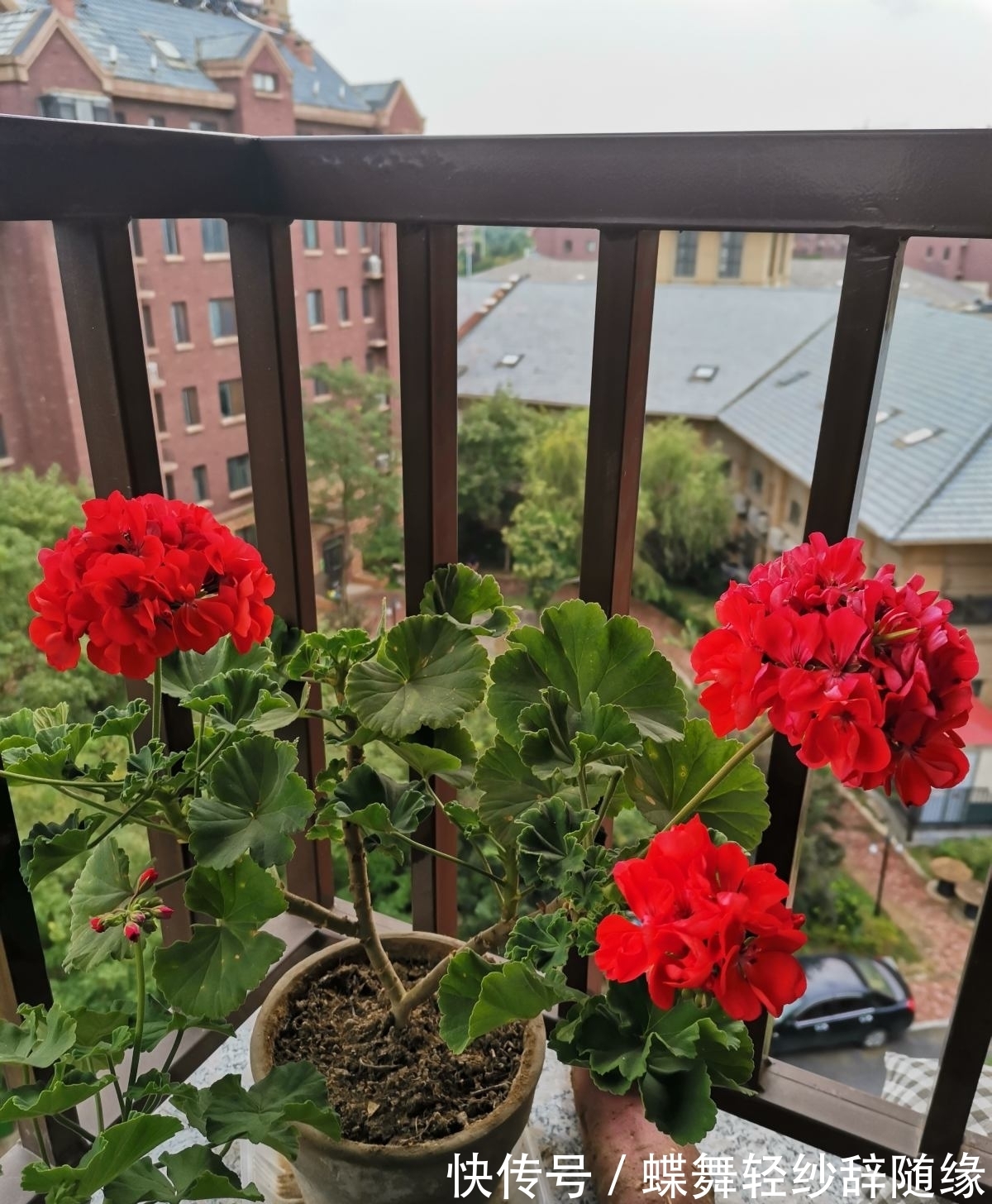 过年逛花市,老妈买了天竺葵,开花味道为啥这么奇怪?