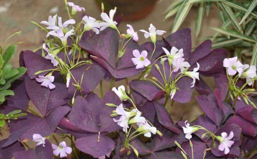 养花试试此4种花,家里养一盆,漂亮干净,简单打理就爆盆