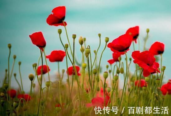 罂粟花|盘点十种招鬼的花,家里有这些花赶紧扔掉