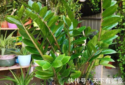 花卉|5种“漂亮花”,平时少浇水,旱不死,开花更准时