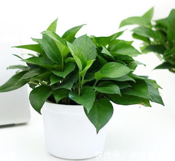 浇花|用啤酒浇花快停下,做错这一步,浇一盆死一盆!