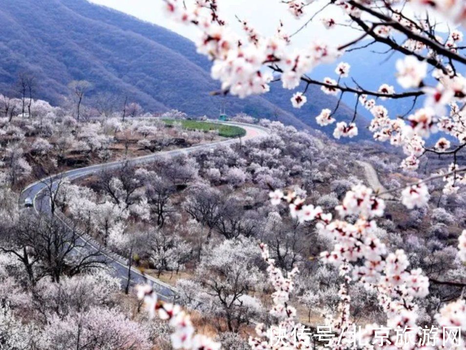 十渡|春已至，花绽放！这份房山赏花攻略请查收！
