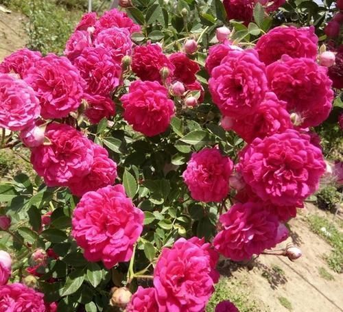 种花|4种花，适合现在种，丢土里随便养俩月，就能开花满枝头