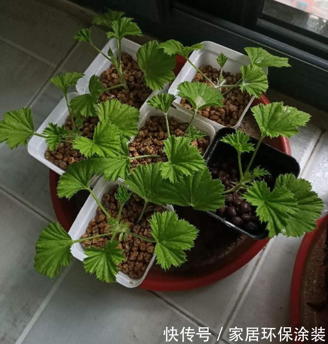 7种花养老桩不好,多扦插、养嫩苗,才能年年开花