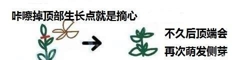 冬剪|盆景如何科学剪枝、控剪、冬剪，初学者要收藏！