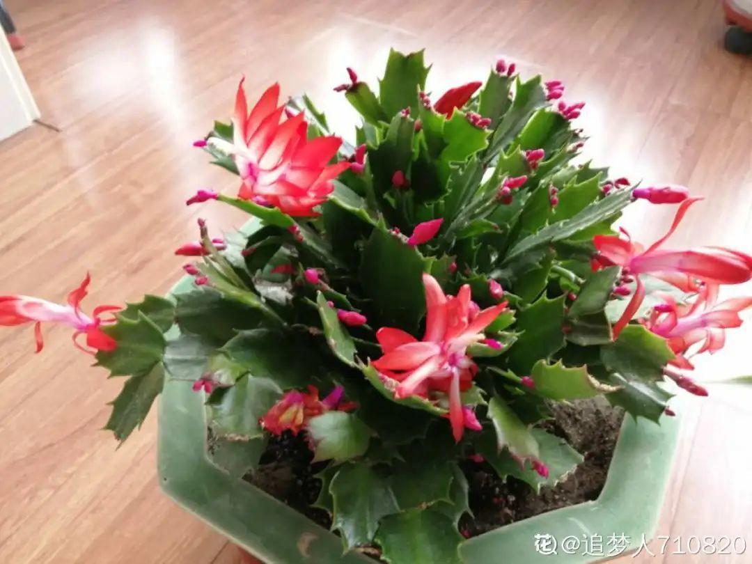 家里有这7种花，少浇水、不能晒，天热要休眠！