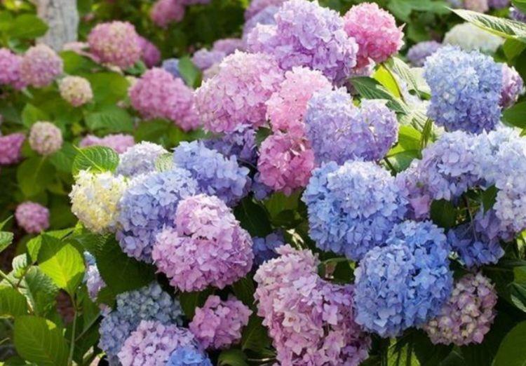 小白菊|几种花养家里,寓意超好的,福旺运旺财更旺,开花吉祥