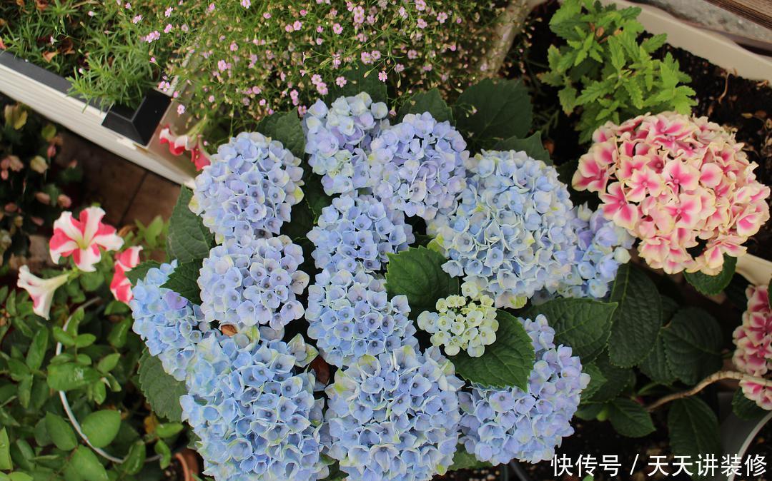 春秋开花的绣球花品种,新老枝条都有花,一起看看吧