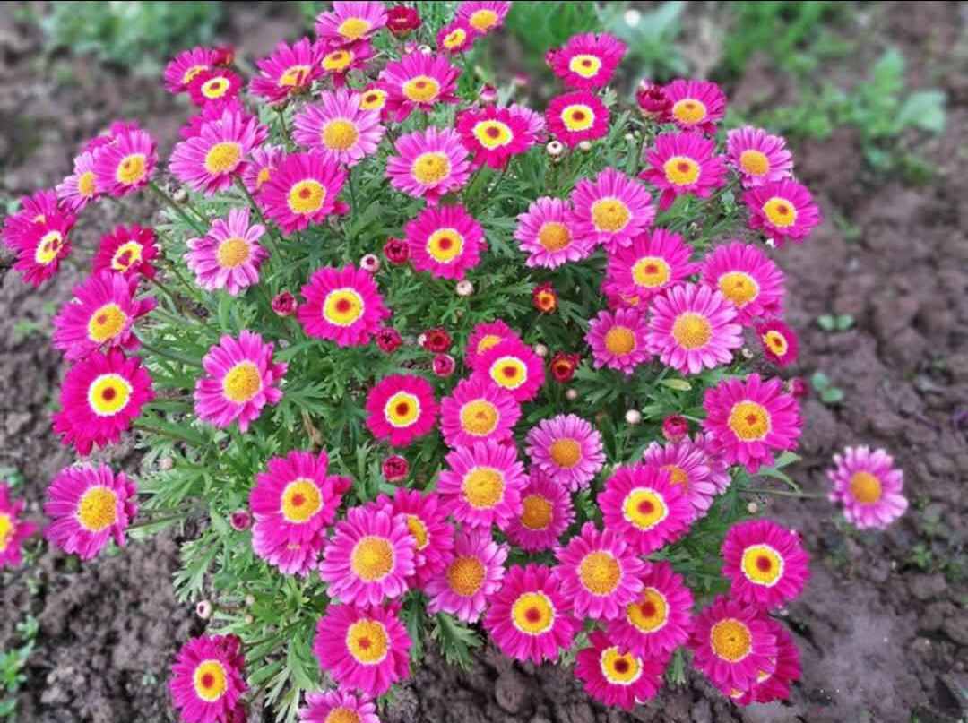 花超级多，还容易爆盆，全年开花，这种盆栽很适合养，你喜欢吗