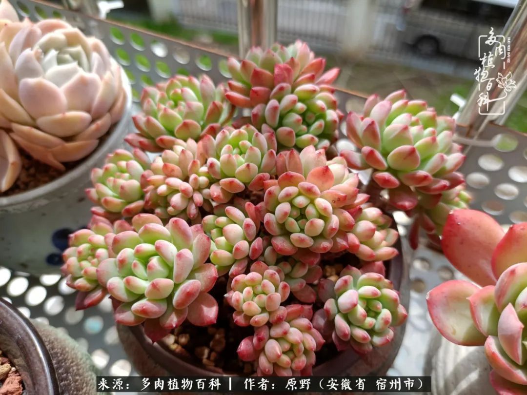 揭秘那些干净又温暖的多肉照片从哪里来