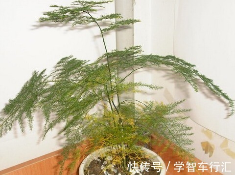 3种花,喜欢“剪秃头”,越剪越茂盛,现在动手刚刚好!