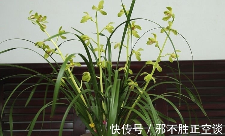 倒挂金钟|四种花常年开花易爆盆,30天不浇水照样生长,一年开花不断