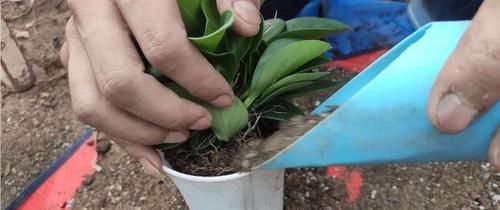 羊粪|养花盆土板结了？别急，加点“松土剂”，不用换盆，照样疏松肥沃