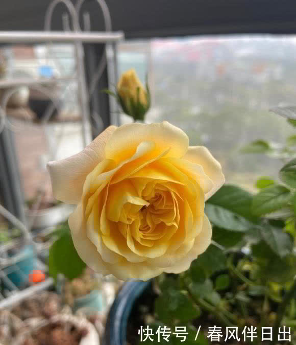 月季花用大盆养,空间大,根系长得密,侧芽越多,开花越多