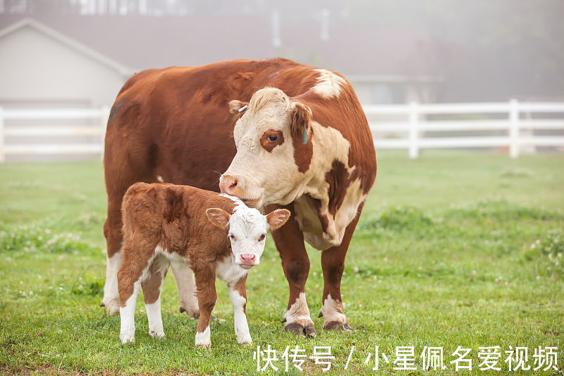 生肖牛|生肖牛9月运势不错，自身努力更重要