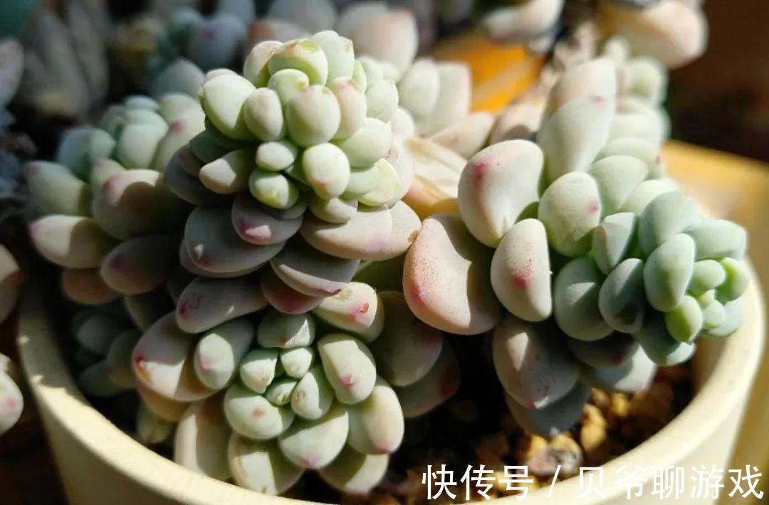 多肉劳尔冬天怎么养，做好这三点，也能红润饱满香味浓