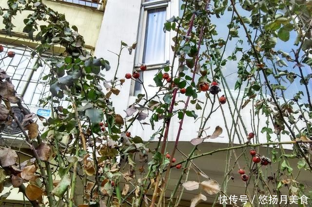 蔷薇|蔷薇枝条上缀满小红果