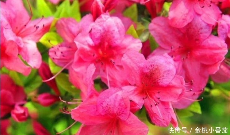 养花就养这几款，花朵小巧玲珑，花香易打理，养在客厅美极了