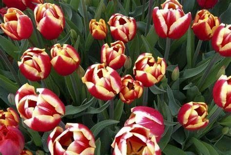 春天养花，不能在室内随意养有的对人体有害