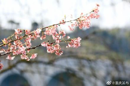 赏花|渝北开启赏花模式